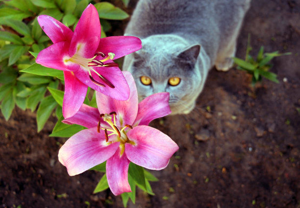 荷花和猫