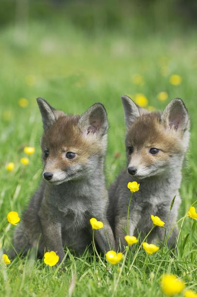 两只小狐狸 