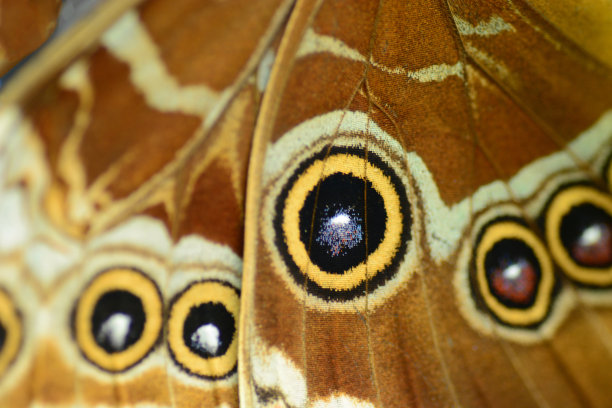 目光接触的蝴蝶