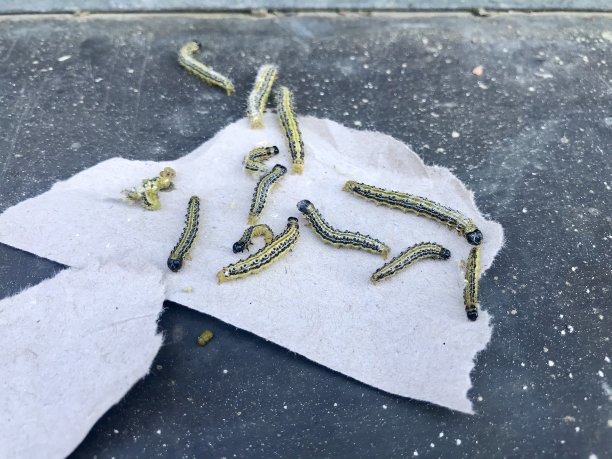 欧洲,幼虫,户外,德国,箱树蛾,菜园,损坏的,黄杨木,毛虫,特写
