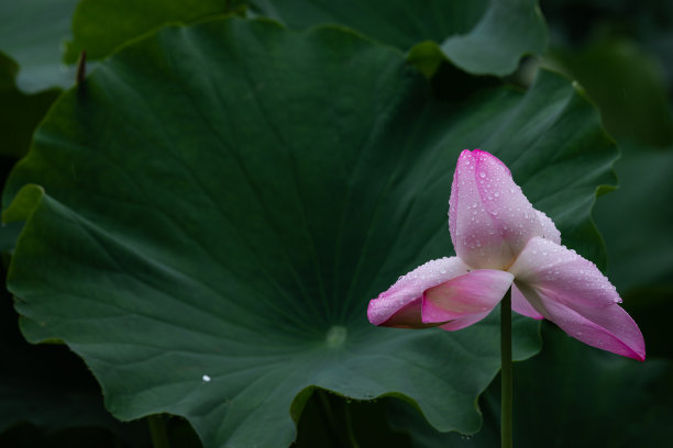 睡莲,油画素材实拍