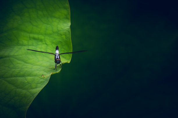 睡莲,油画素材实拍