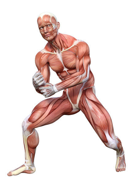 男人的肌肉