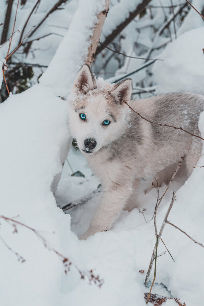 白雪公住