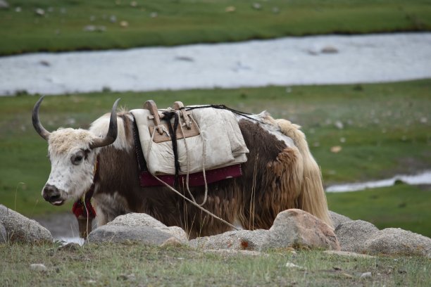 西藏牦牛头骨