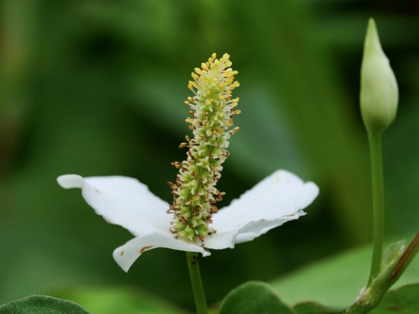 户外,季节,夏天