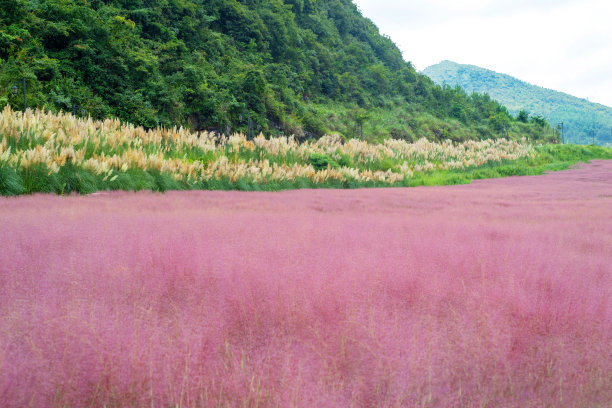 粉黛乱子草背景