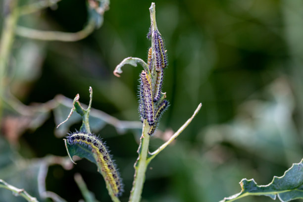 菜青虫