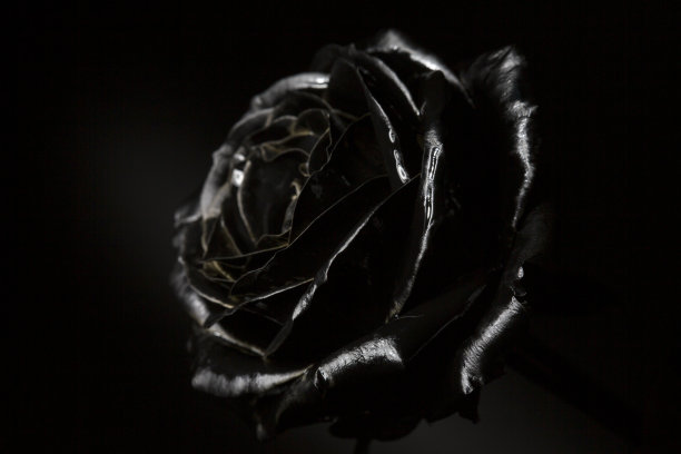 黑金玫瑰