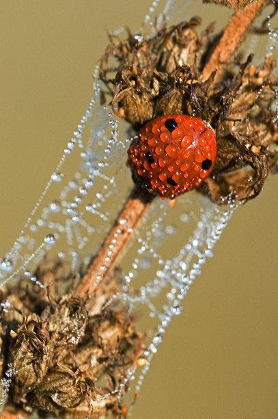 红色七星瓢虫昆虫露水