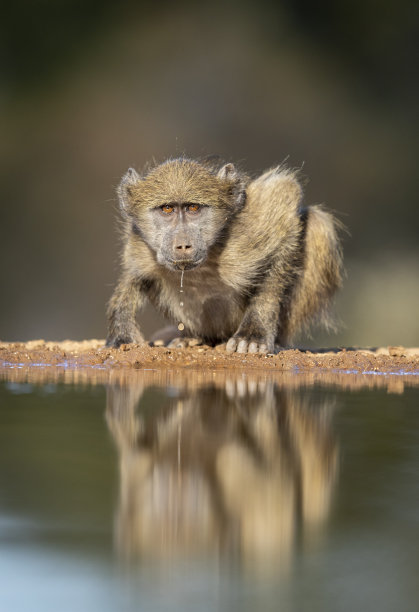 猴子玩水