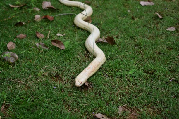 蛇形手镯