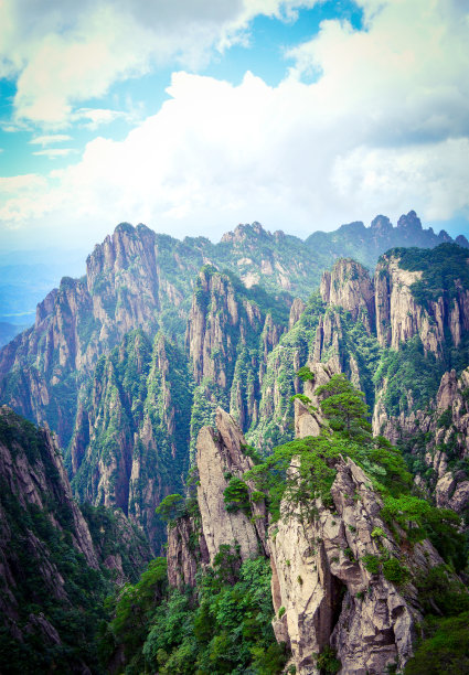 华山松林,山峰,绝壁