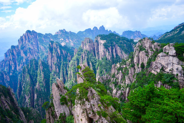 华山松林,山峰,绝壁