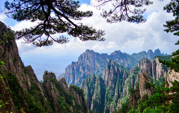 华山松林,山峰,绝壁