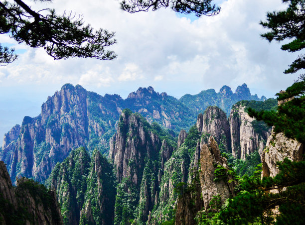 华山松林,山峰,绝壁