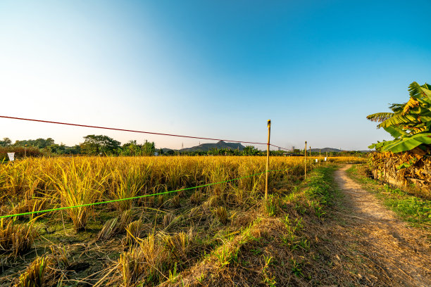 乡村,小径,湿地