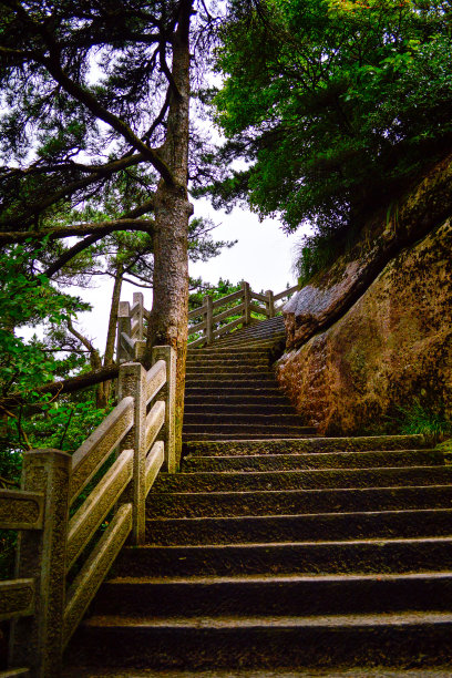 华山松林,山峰,绝壁