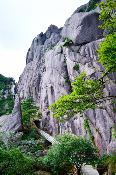 华山松林,山峰,绝壁