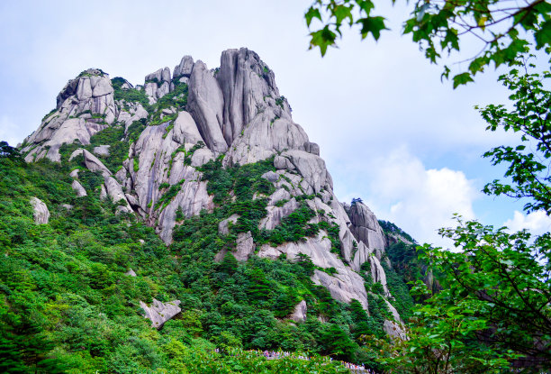 华山松林,山峰,绝壁