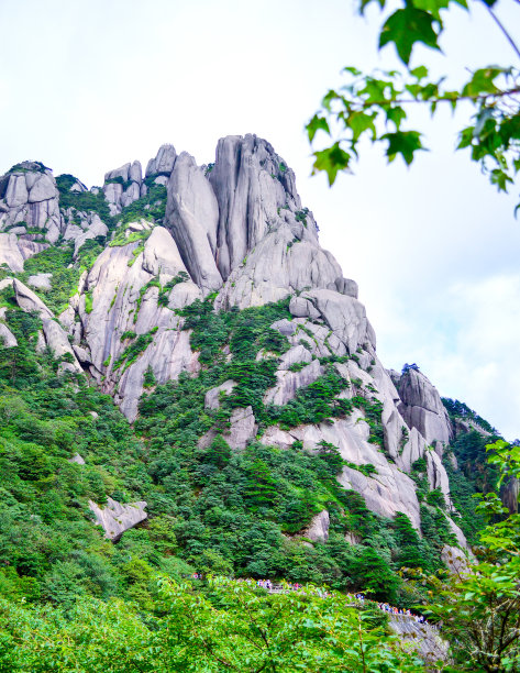 华山松林,山峰,绝壁