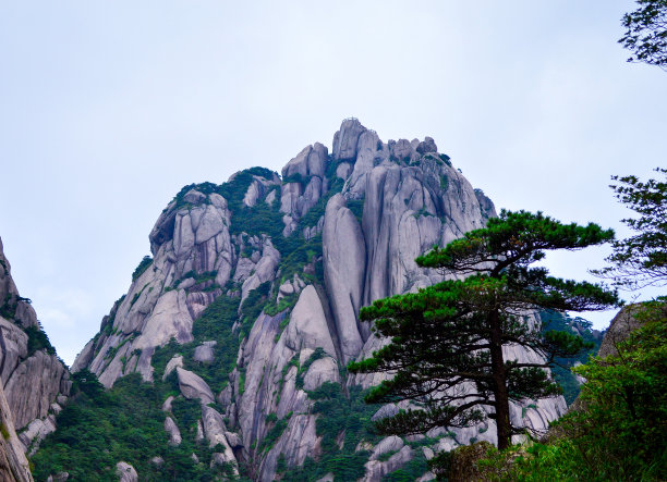 华山松林,山峰,绝壁