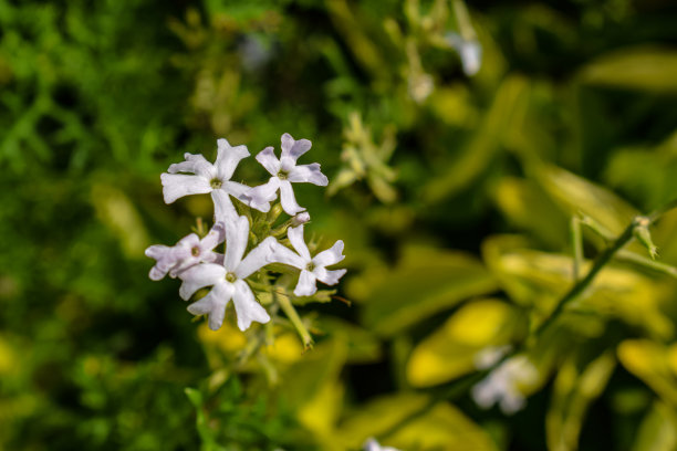 重瓣茉莉