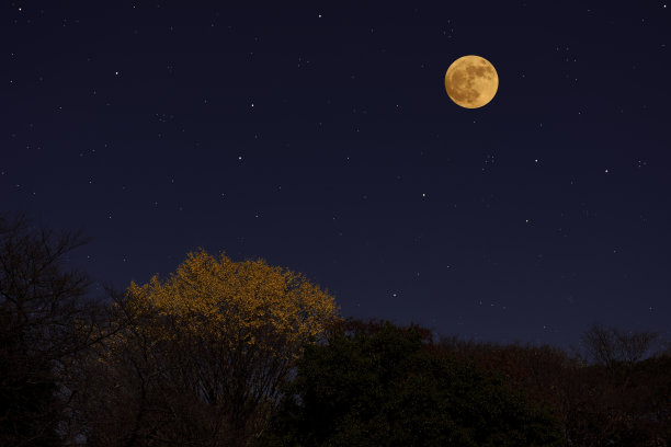 月夜银杏