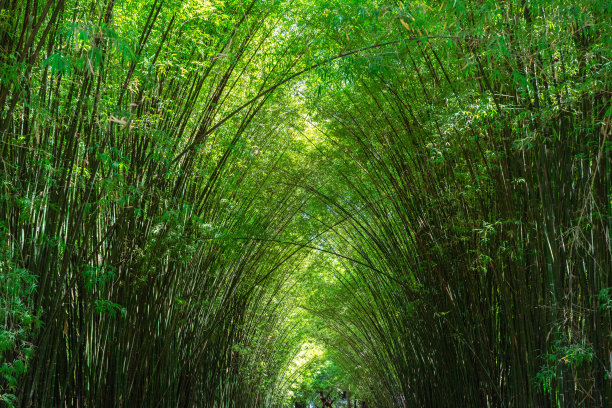 竹林寺风景