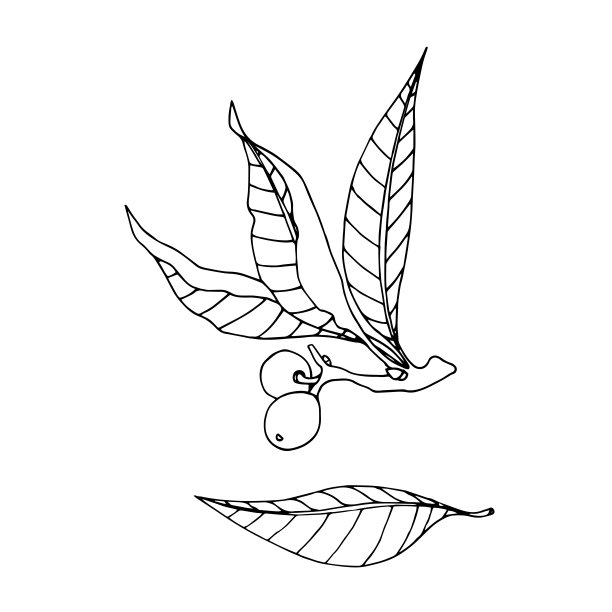 核桃logo