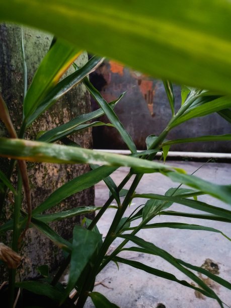 绿色植物背景竹子摄影