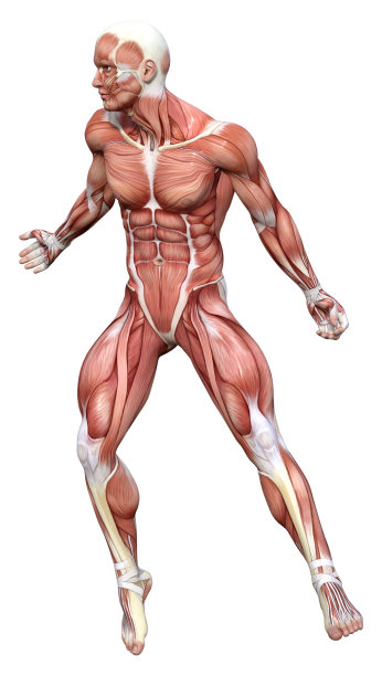 人类肌肉