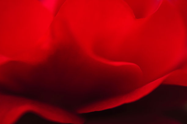 红色玫瑰高贵大气背景