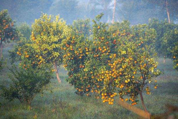 芒果和芒果树
