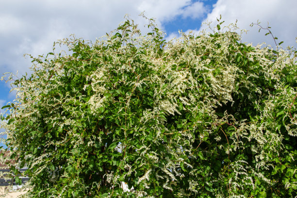 紫菀植物景观