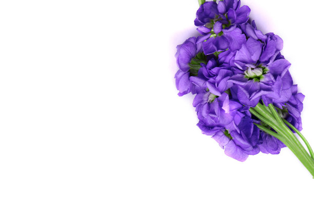 小花 紫罗兰