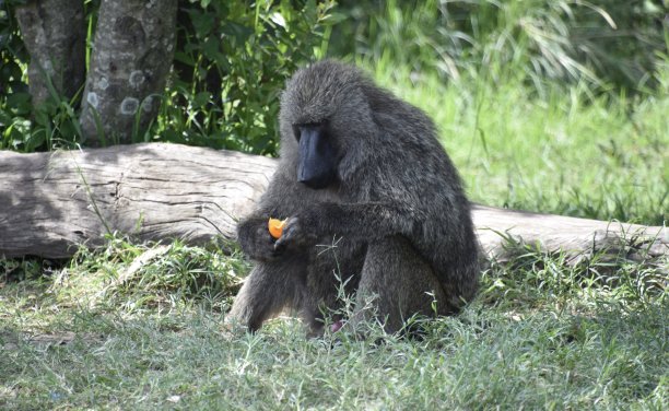 吃零食的猴子