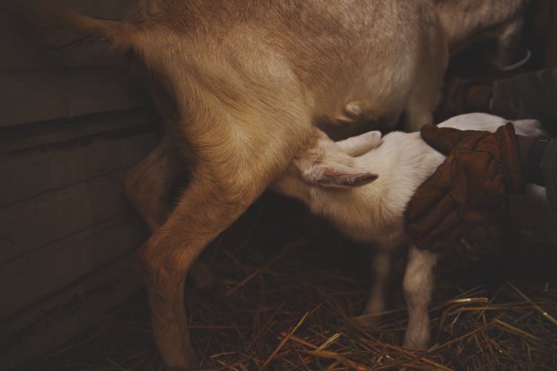 小山羊吃奶