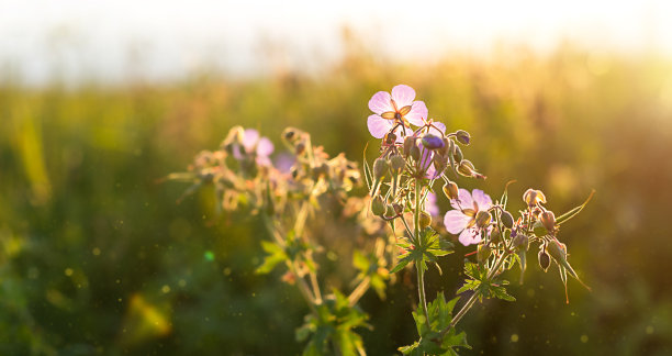 蜜蜂标本