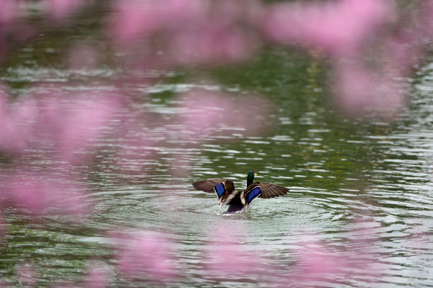 扬州市花