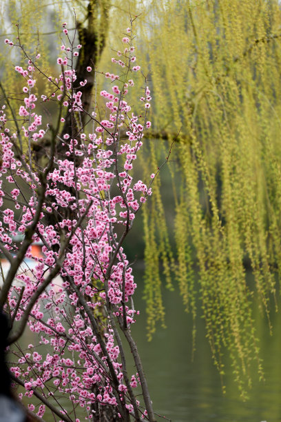 扬州市花