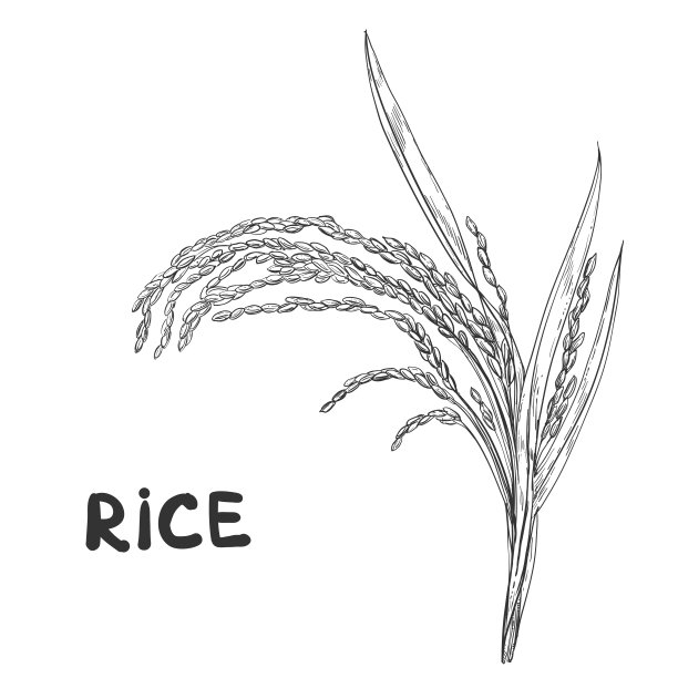 线描水稻