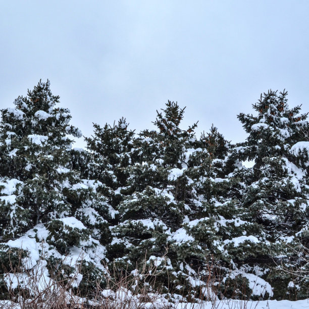 低角度冬季蓝天下的积雪松枝