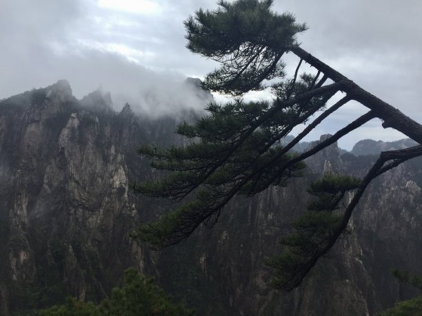 华山松林,山峰,绝壁