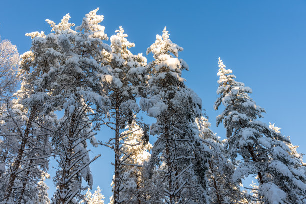 低角度冬季蓝天下的积雪松枝