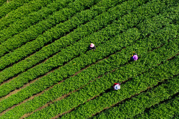 茶山风光