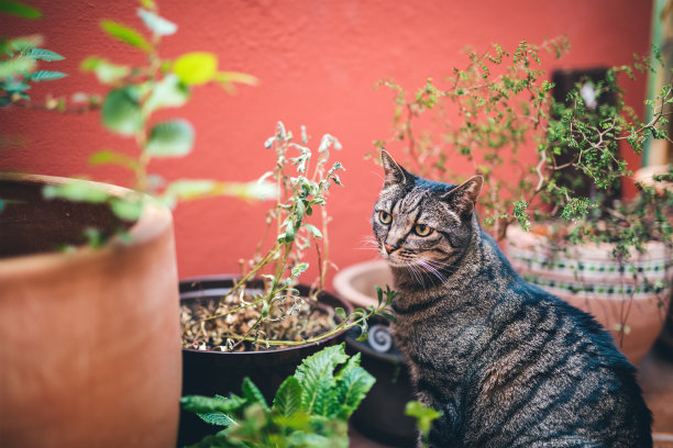 猫的阳台和绿植