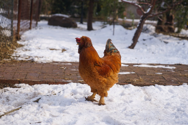 果园雪地上的鸡