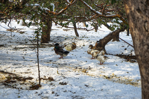 果园雪地上的鸡