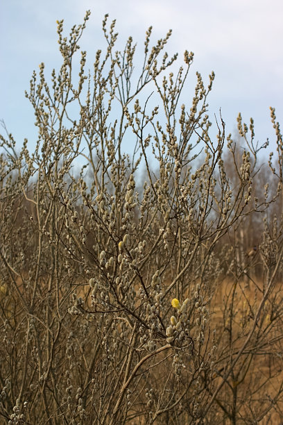 草地上的柳树和蒲公英